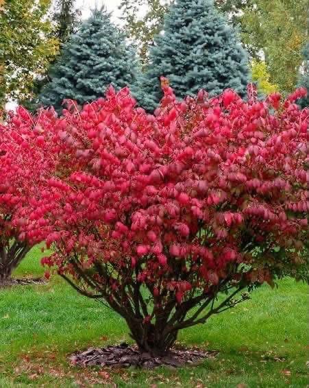 Огнен Храст/ Euonymus alatus