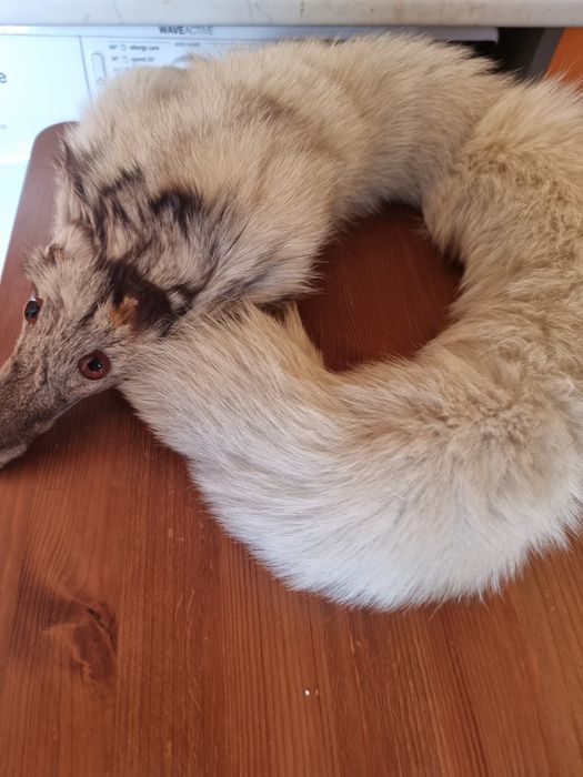 Сребърна лисица, естествен косъм