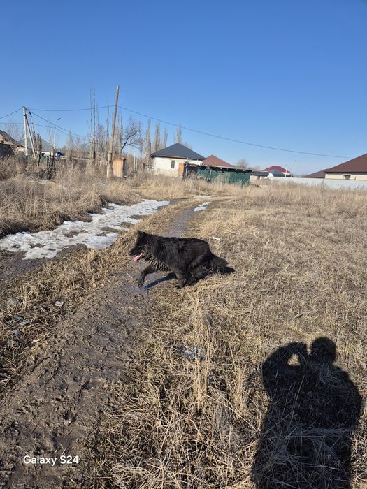 Немецкий  овчарка  вязка