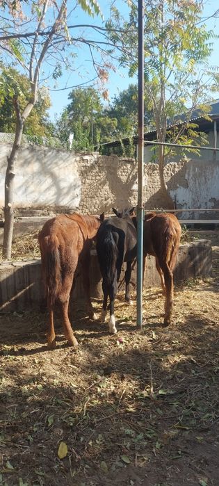 Той 2 та эркак 1 та ургочи соглом иштаха яхши доставка бор