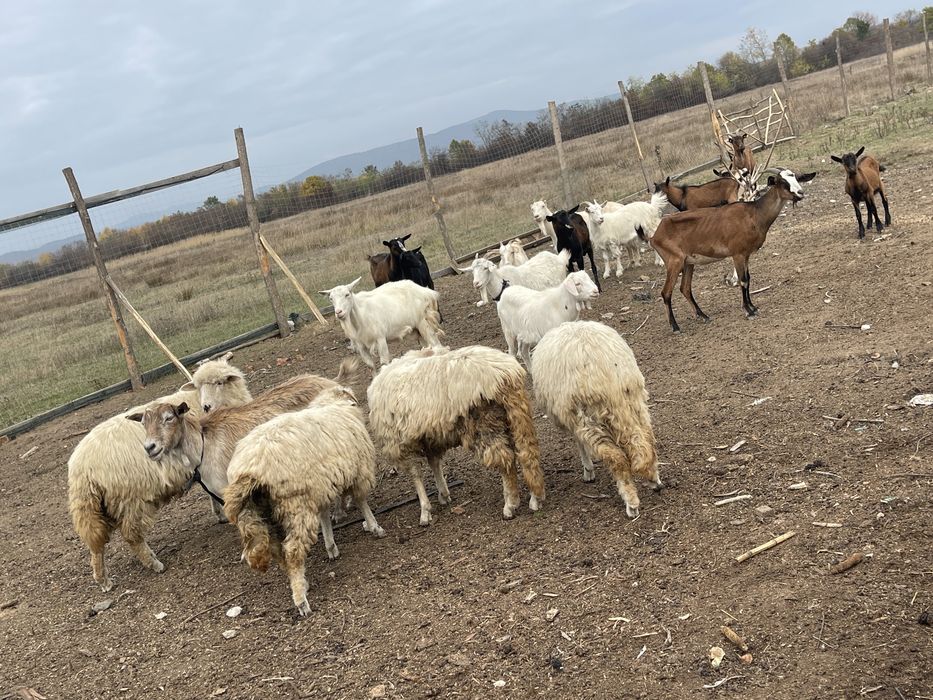 Animale de vanzare