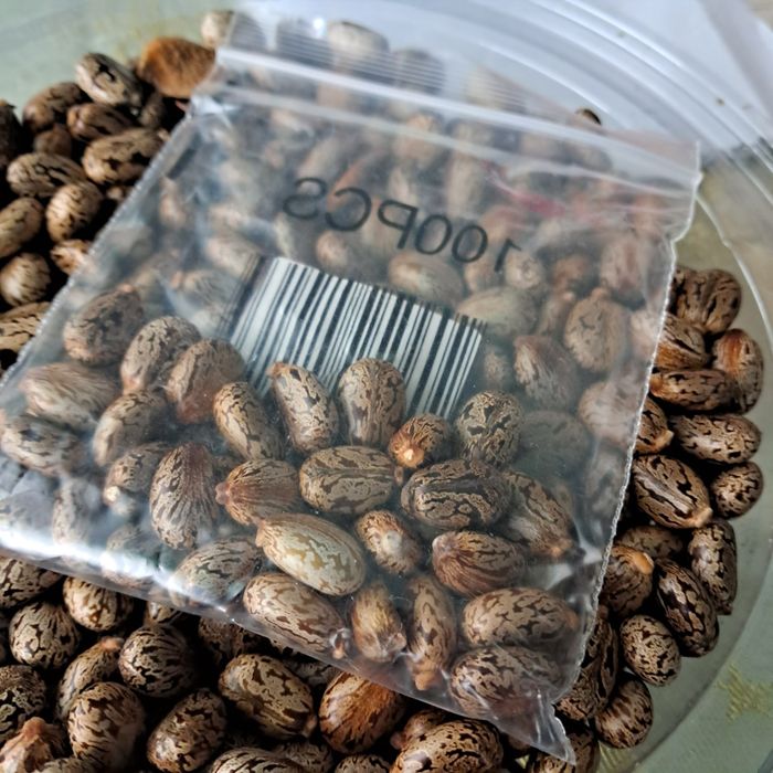 Семена от растение рицин