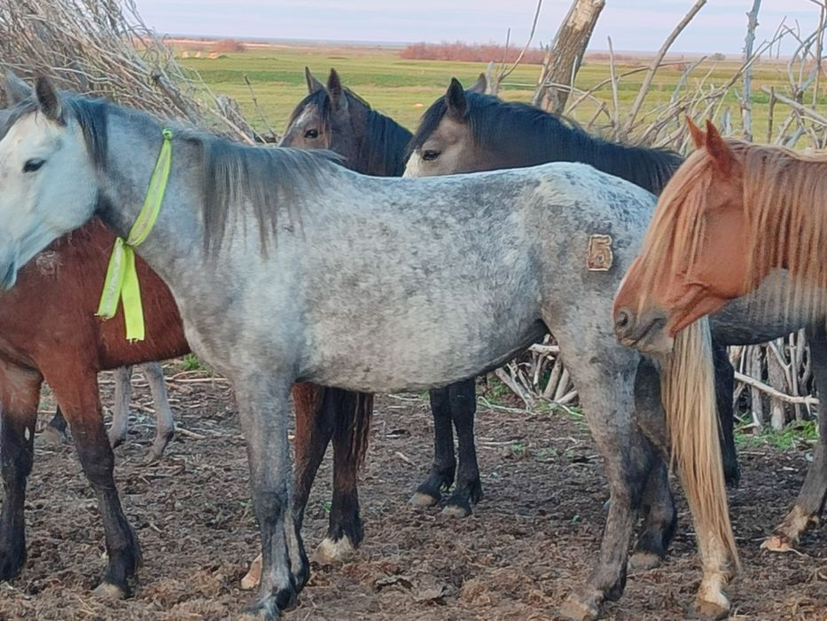 Продам кобылу 5 лет
