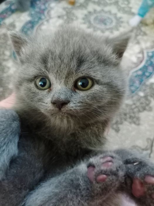 Срочно продаются Фолд и Страйт котята