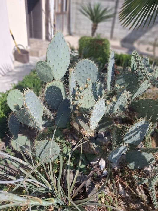 Кактуси-различни видове студеноустойчиви