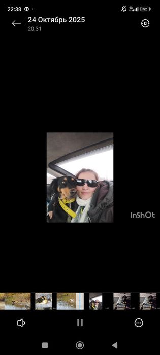 Передержка собак