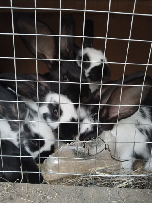 Продам кролят с клетками