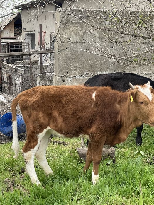 Продам 320000 торг есть