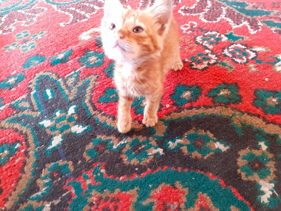 Erkatoy mushuk sotiladi