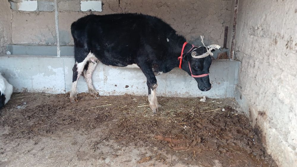 Бұзаулы сиыр сатылады  туркестан