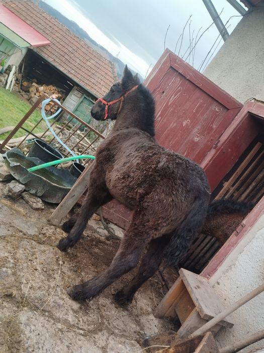 Mânză neagră grea de vânzare sau schimb pe vaci