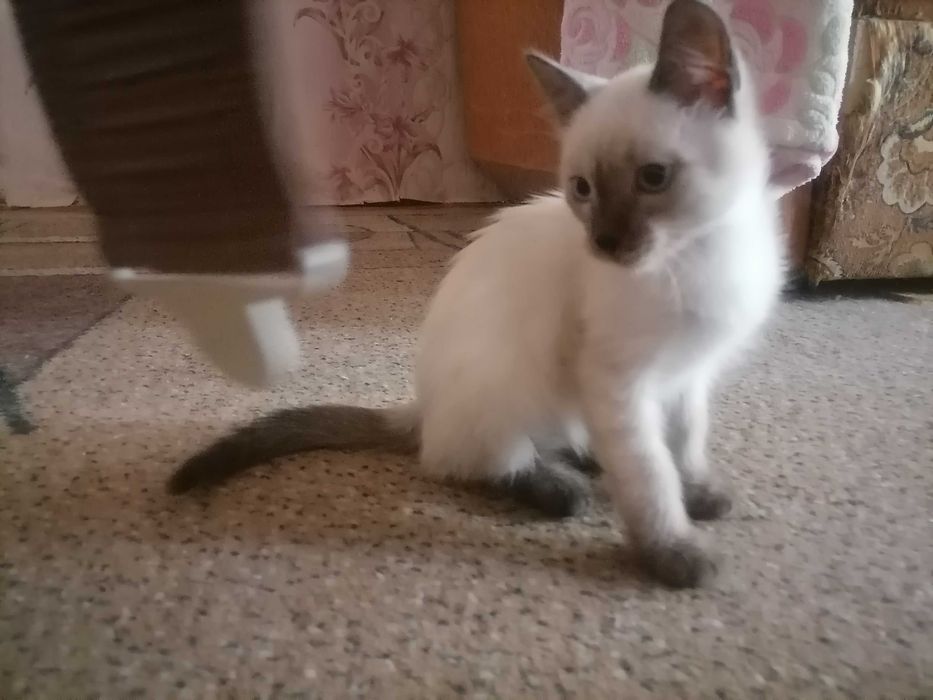 Кошечки и котик, сиамские.