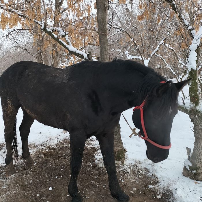 Айгыр, порода Карабайыр