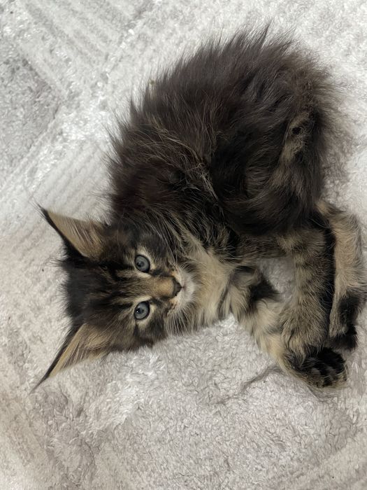 Котята мейн куна 100к