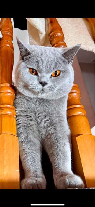 Продам Кота Британец