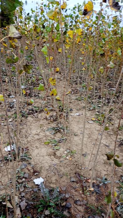 Puieți salcâm frasin fag carpen ulm plop mesteacăn brad molid Tei arin