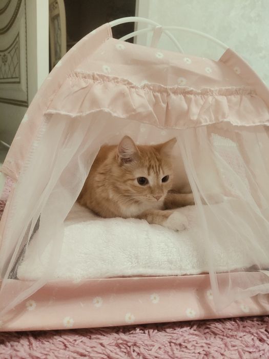 Отдам даром игривую кошку