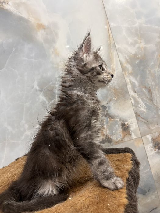 Котята мейн кун полидакты