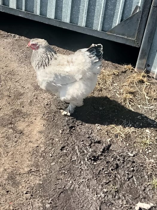 Продаются курицы породы Брама