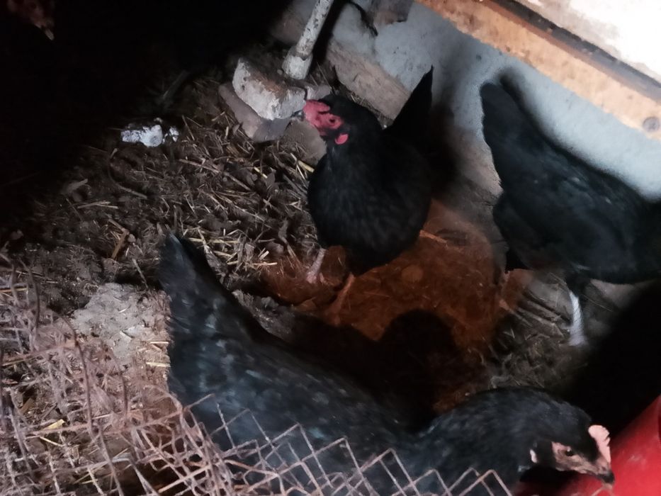 Hamasi tezda sotiladi