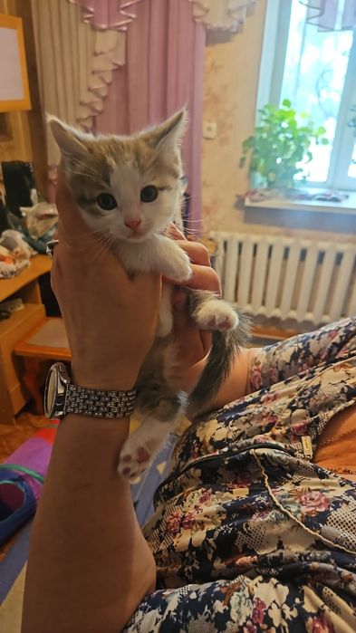Отдам даром котят