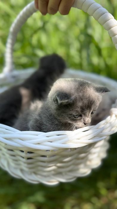 Мушуклар сотилади