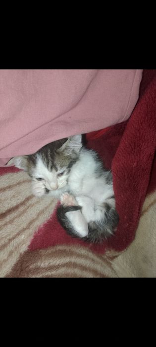 Отдам котёнка в добрые руки