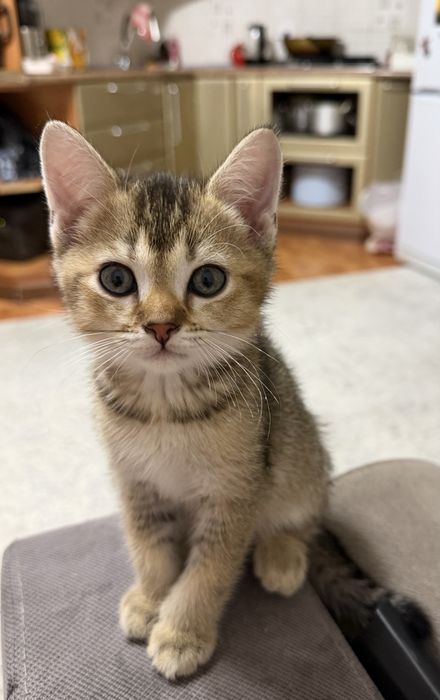 Продам британских милых котят