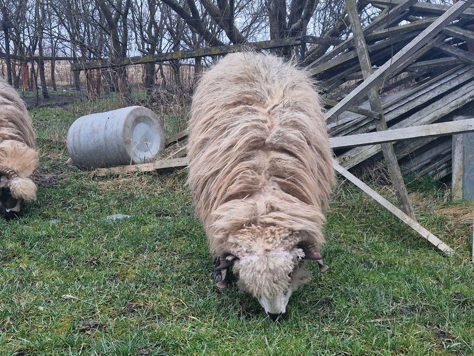 Vand 2 berbeci crescuți natural doar cu cereale