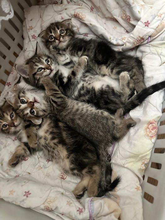 Продам  котят остроухие в папу. Мама вислоухая голубая.