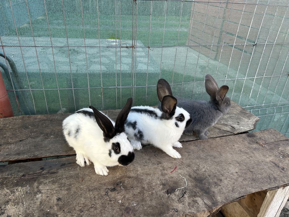 Fluture german alb negru