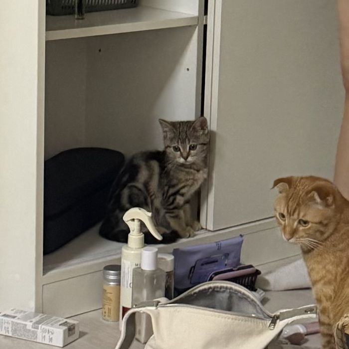 Котенок ищет любящую семью