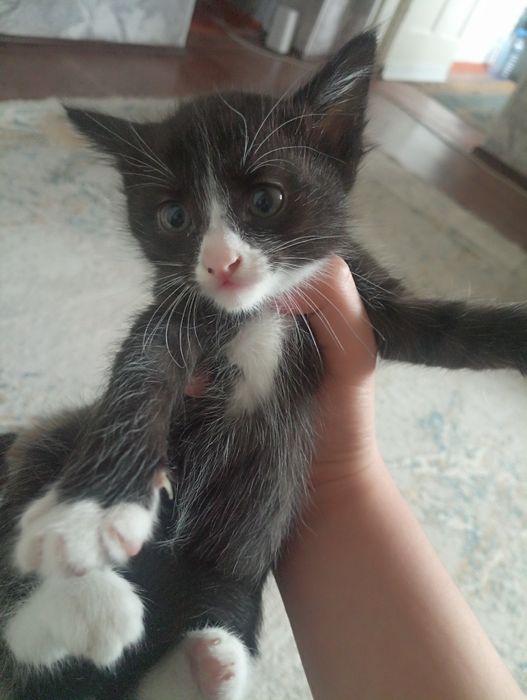 Котята в хорошие руки