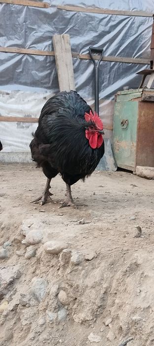 Джерсиски гегант тухум ва жужасига заказ оламиз