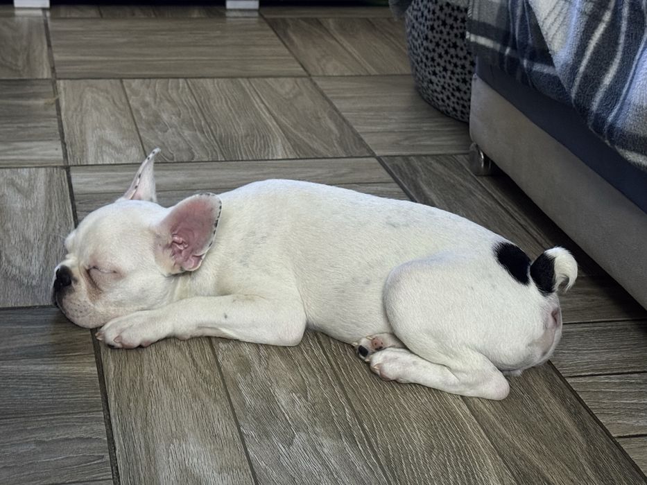 Французкий бульдог щенок