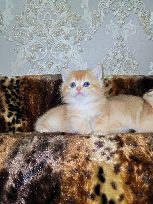 Золотая шиншилла котята