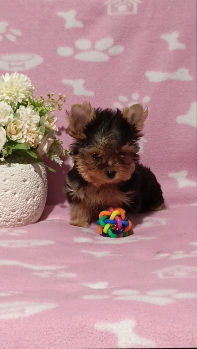 Мини Йоркширски териер момчета