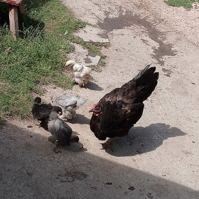 Цыплята брамы с клушкой