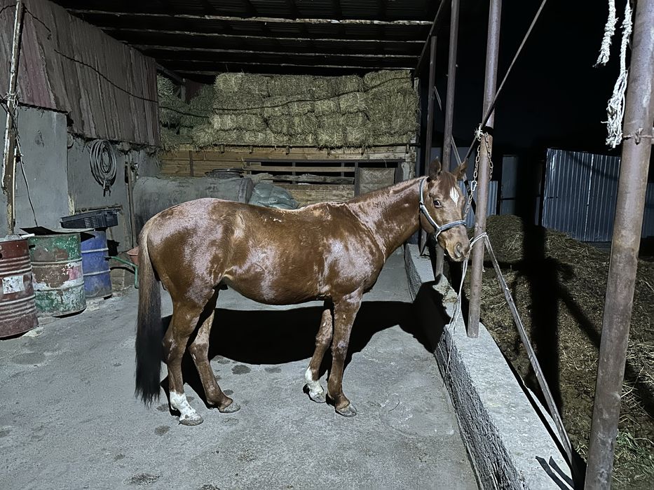 Тазаканды айгыр сатылады