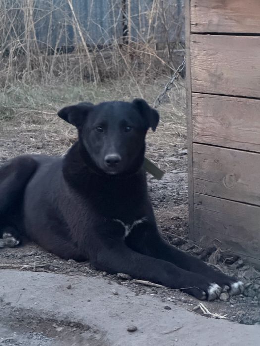 Отдам девочку в добрые руки