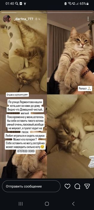 Милый тихий котик в добрые руки