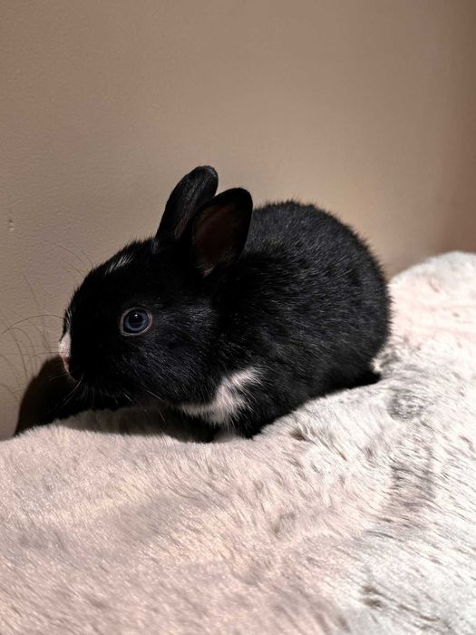 Декоративные кролики