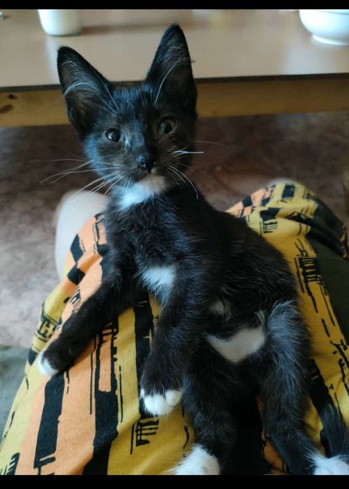 Отдам в добрые руки