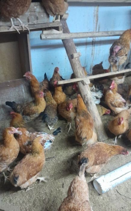 Кучин тауығының балапандары бар