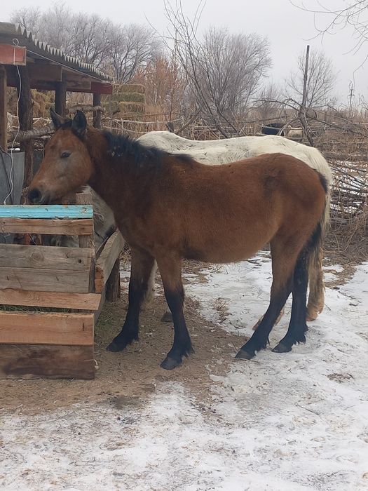 Жабагы    сатамын
