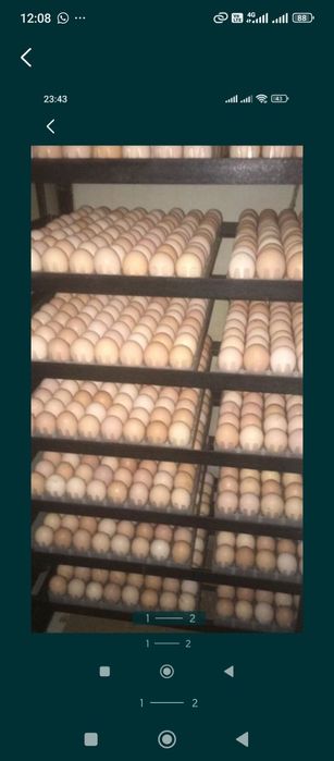 Яйца инуюкубационный бройлер