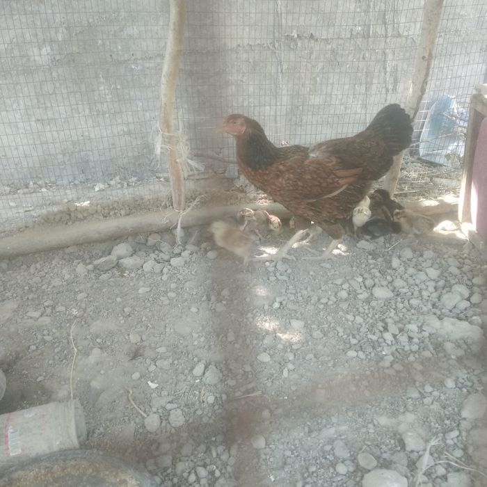 Ona bola jujalar sotiladi