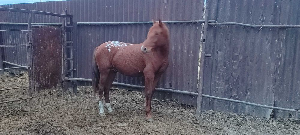 Продам 2 жеребца