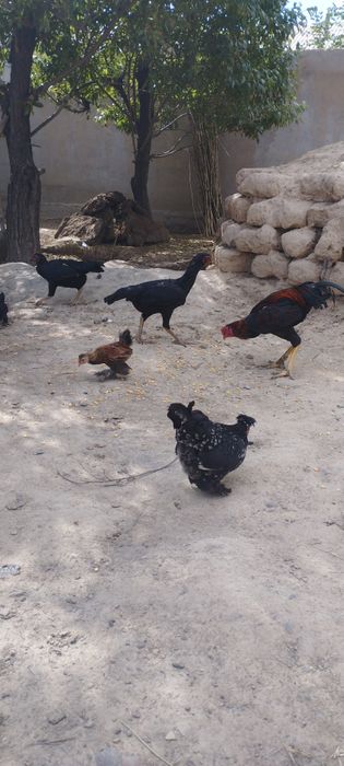 Бойцовые петух и курица продаётся