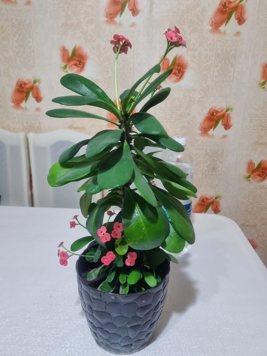 Цветы комнатные.